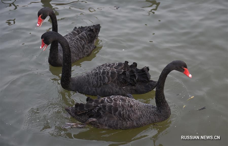 Фермеры из провинции Хэнань разводят черных лебедей