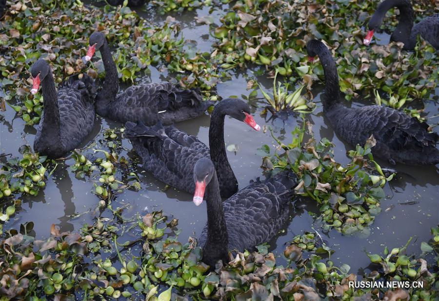 Фермеры из провинции Хэнань разводят черных лебедей