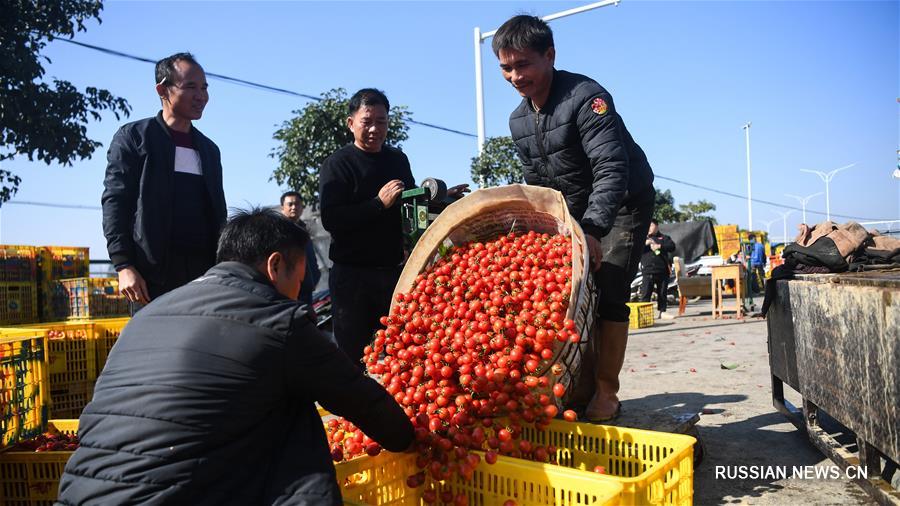 В Гуанси начался осенне-зимний сезон сбора урожая овощей