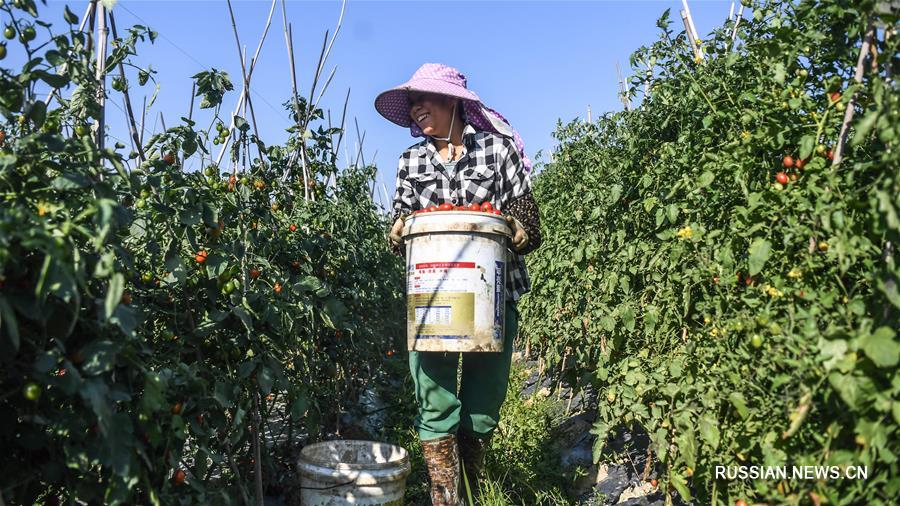 В Гуанси начался осенне-зимний сезон сбора урожая овощей