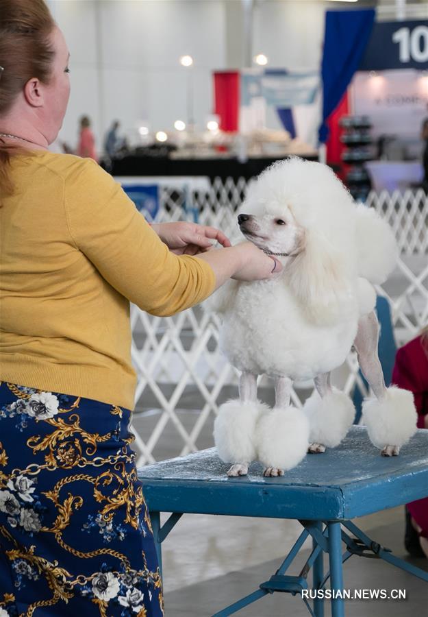 В Далласе проходит выставка собак
