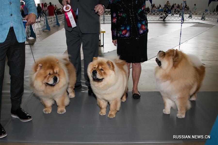 В Далласе проходит выставка собак