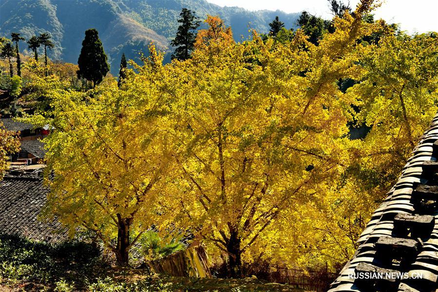 Провинция Фуцзянь в золоте зимней листвы 