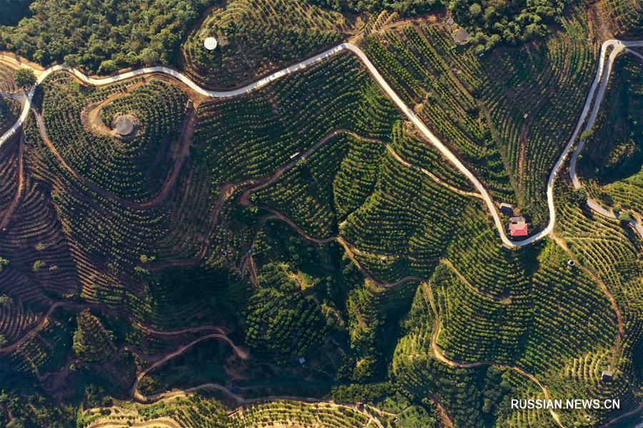 Выращивание цитрусовых в Гуанси-Чжуанском автономном районе прокладывает путь к благосостоянию местных жителей