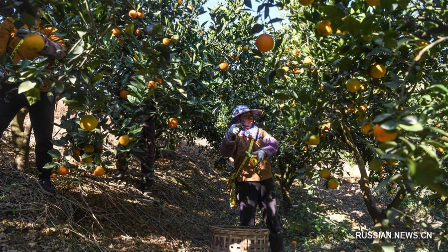 Выращивание цитрусовых в Гуанси-Чжуанском автономном районе прокладывает путь к благосостоянию местных жителей 