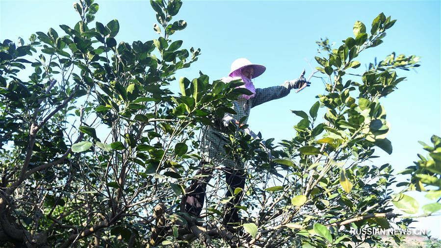 Выращивание цитрусовых в Гуанси-Чжуанском автономном районе прокладывает путь к благосостоянию местных жителей