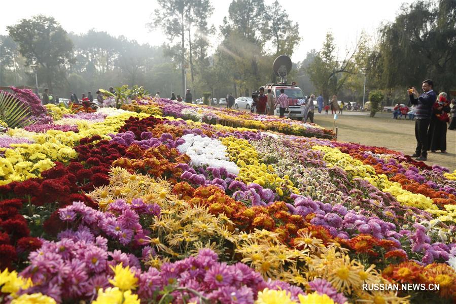 В Исламабаде завершилась выставка хризантем
