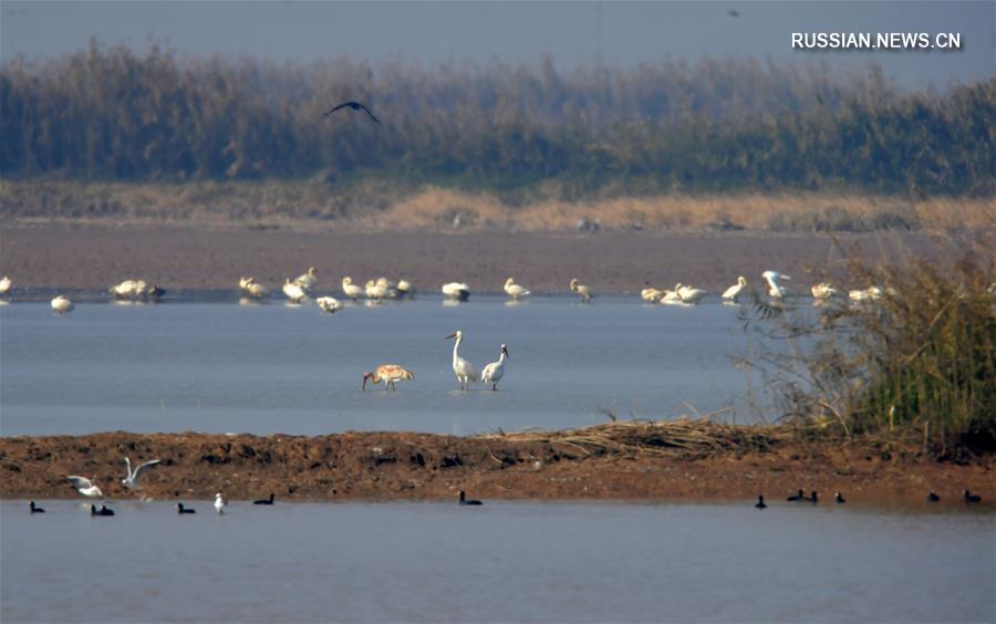 Озеро Поянху в провинции Цзянси стало домом для сотни пернатых 