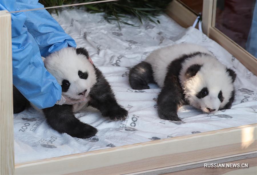 Рожденные в Берлинском зоопарке детеныши панды получили имена