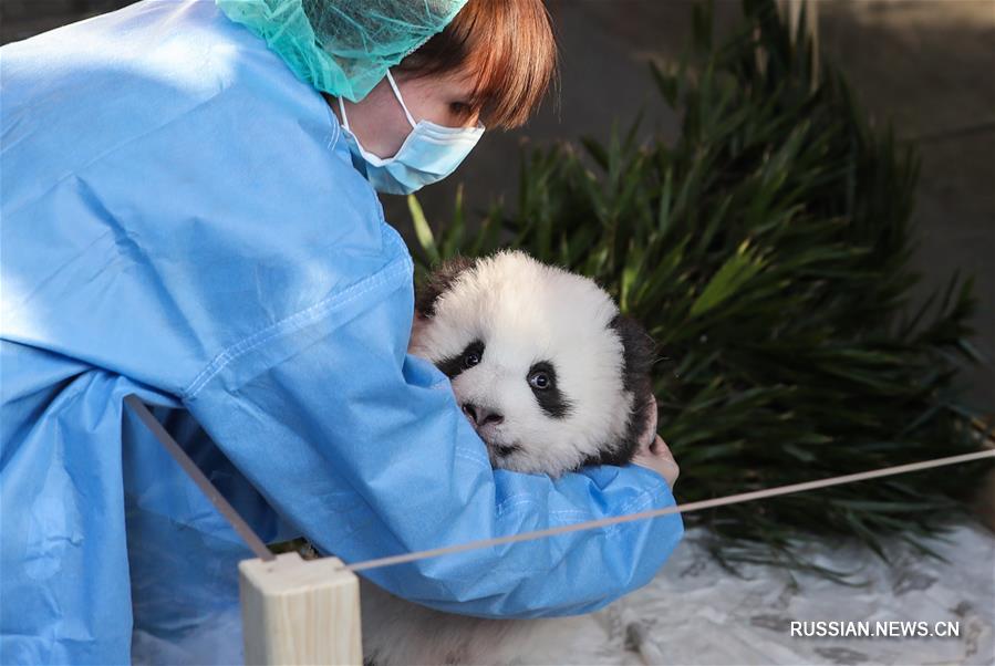 Рожденные в Берлинском зоопарке детеныши панды получили имена