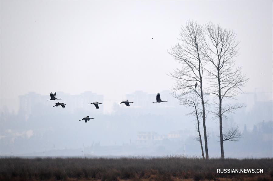 Перелетные птицы прибывают на зимовку в заповедник Цаохай