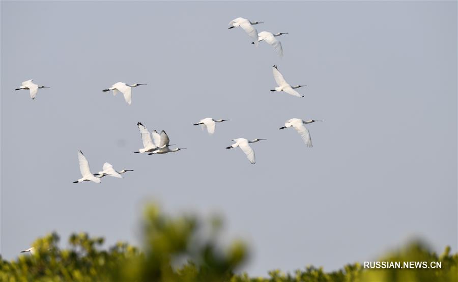 На остров Хайнань слетаются перелетные птицы