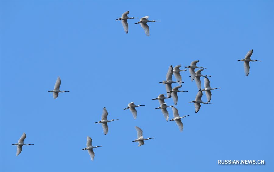 На остров Хайнань слетаются перелетные птицы