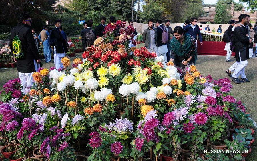 Выставка хризантем в Пешаваре