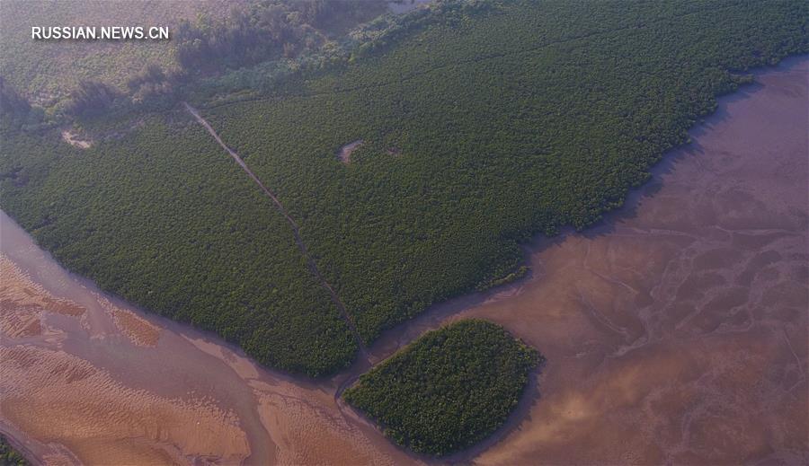 Хайнань продолжит борьбу за восстановление мангровых лесов