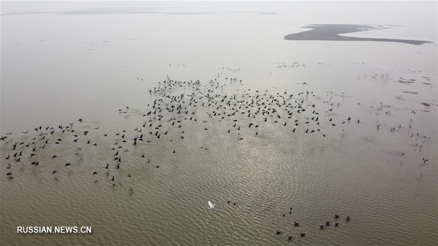 Озеро Цайцзыху -- зимний дом для перелетных птиц