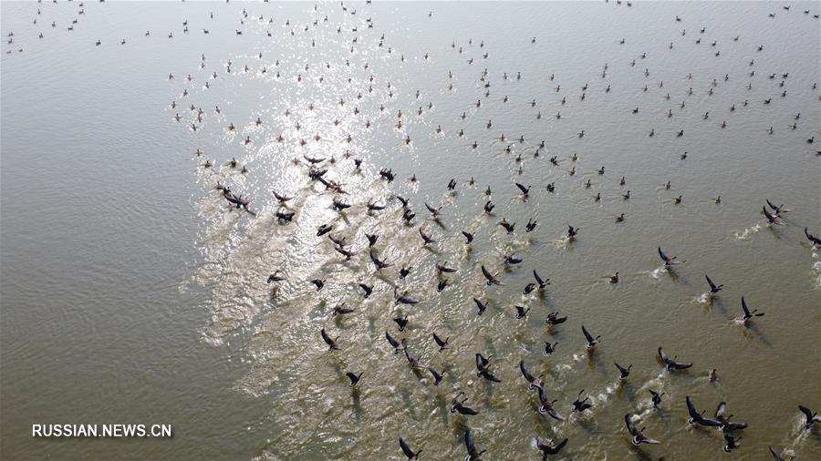 Озеро Цайцзыху -- зимний дом для перелетных птиц