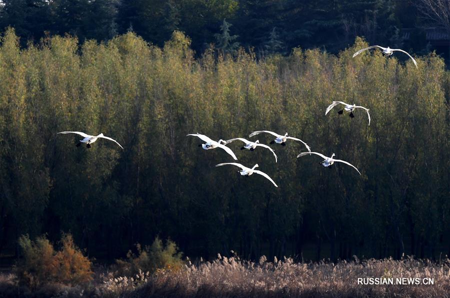 В заповедник заболоченных земель "Саньмэнься" прилетают все больше мигрирующих из Сибири на зимовку лебедей