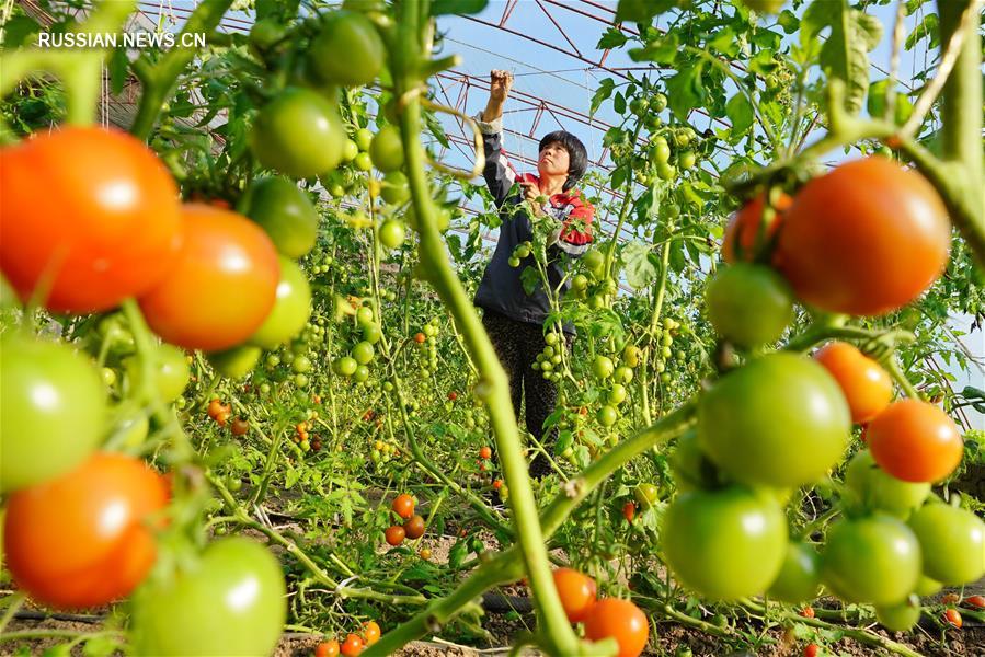 Развитие сельскохозяйственной инфраструктуры способствует процветанию фермеров в провинции Хэбэй
