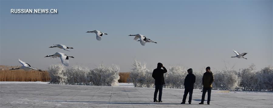 Полет птиц над снежными просторами 