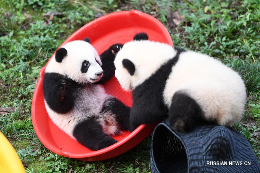 В зоопарке Чунцина отпраздновали день рождения 4 детенышей большой панды