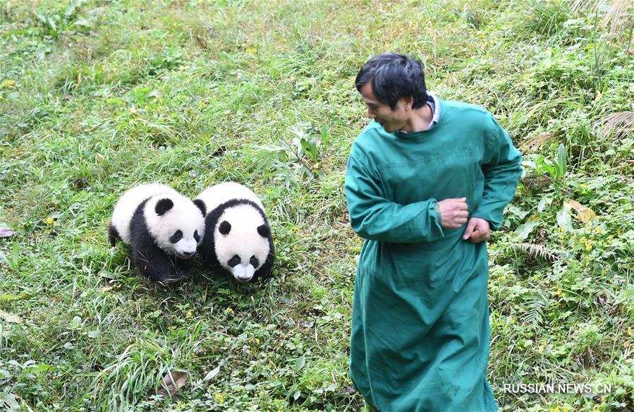 В зоопарке Чунцина отпраздновали день рождения 4 детенышей большой панды