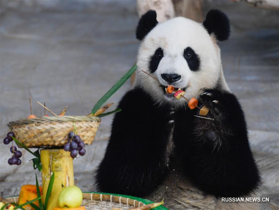 Хайнаньский парк преподнес большим пандам фрукты и овощи на шампурах в канун Нового года 