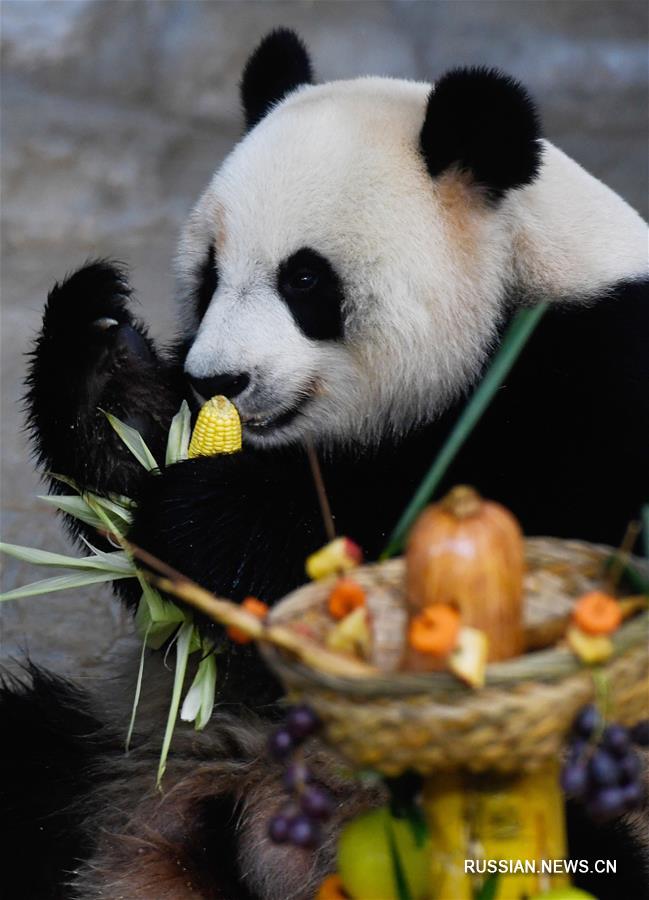 Хайнаньский парк преподнес большим пандам фрукты и овощи на шампурах в канун Нового года 