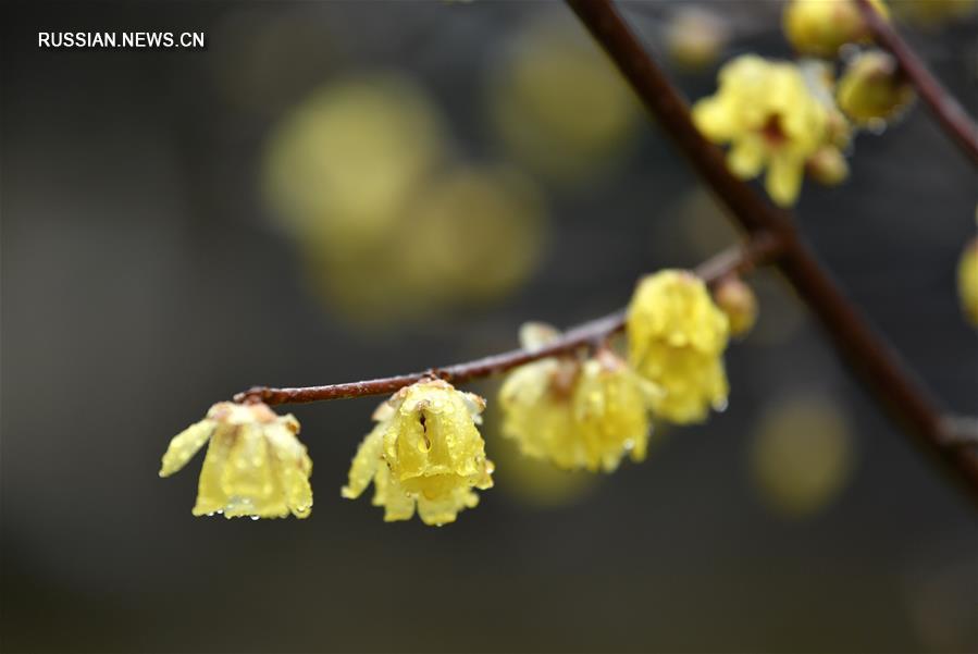 Зимние цветы в провинции Хубэй