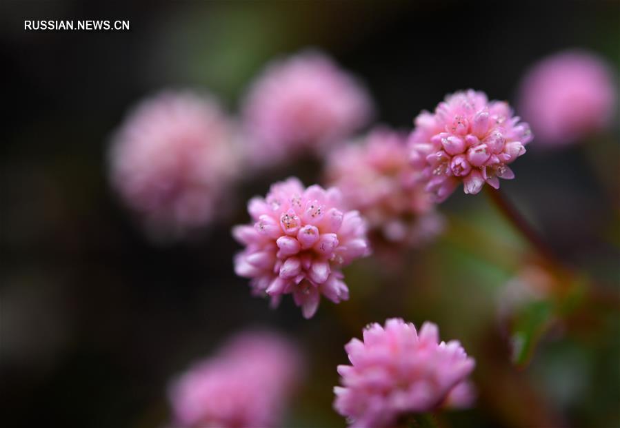 Зимние цветы в провинции Хубэй