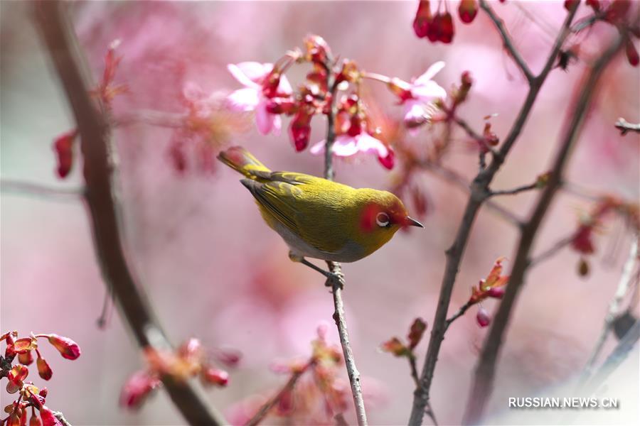 Белоглазки на цветущей вишне в Гуйчжоу