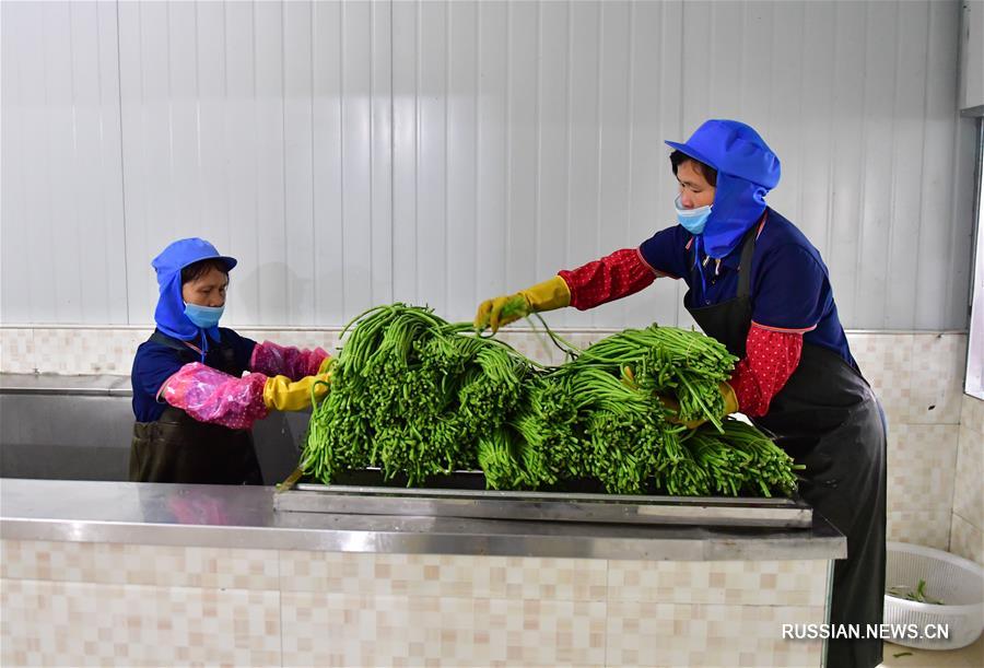 Производство лапши "лосыфэнь" помогает справиться с бедностью жителям Гуанси