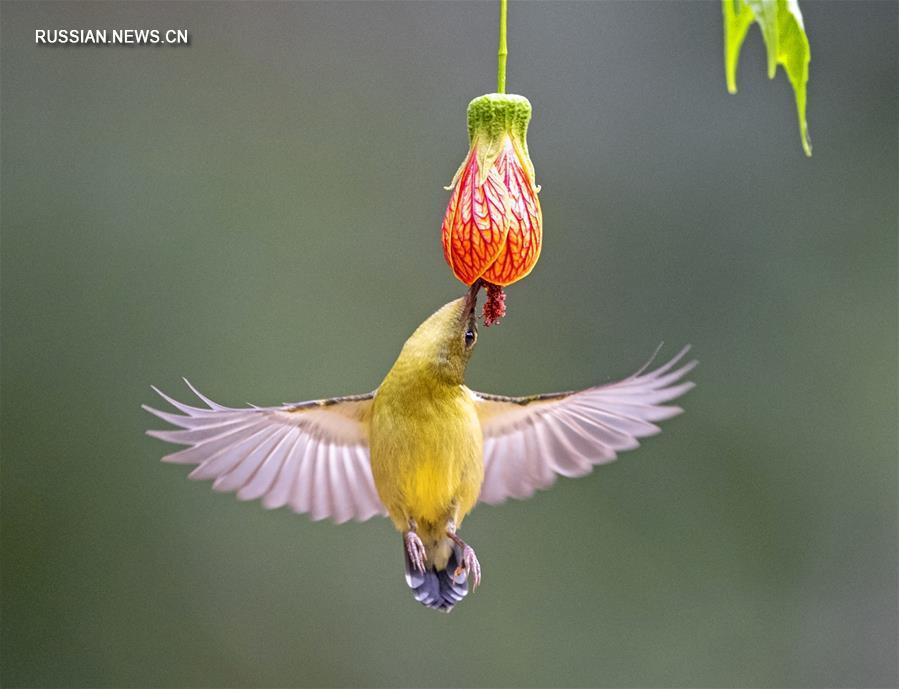 "Азиатский колибри" в парке города Фучжоу