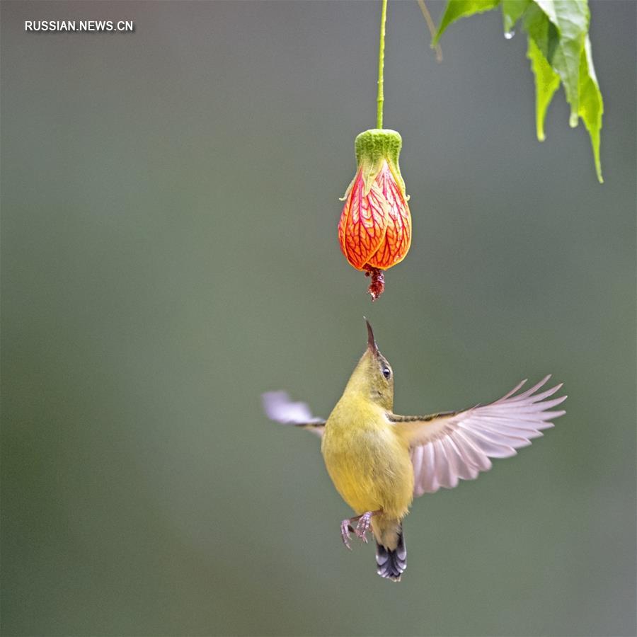 "Азиатский колибри" в парке города Фучжоу