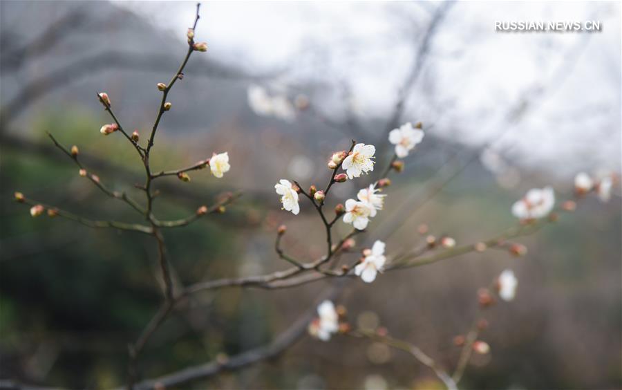В Ханчжоу настала пора цветения сливы