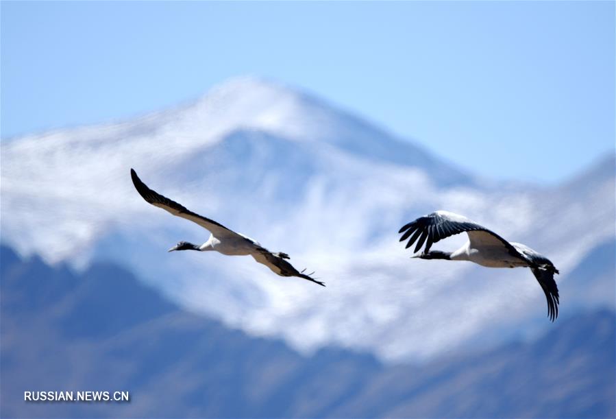 Зимовка черношейных журавлей в долине реки Лхаса