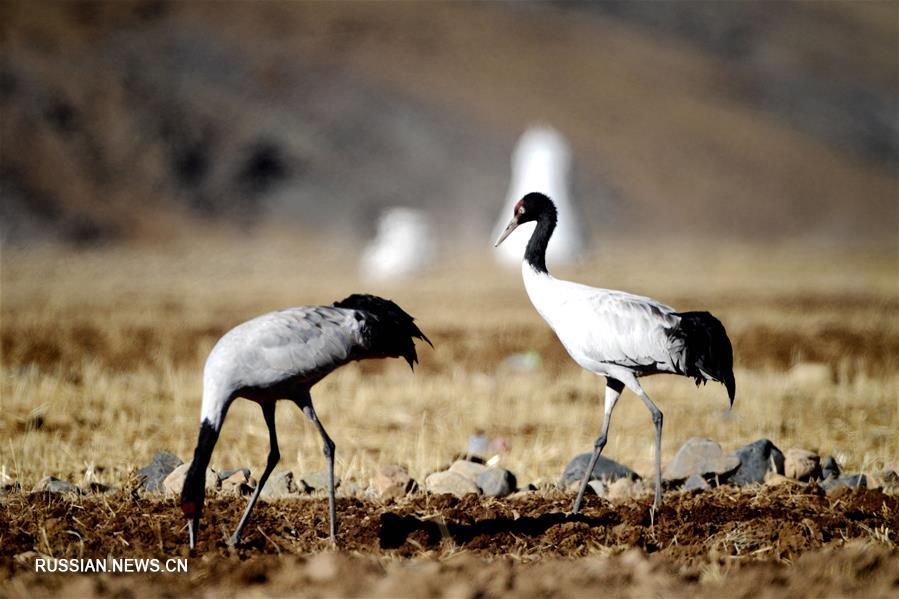 Зимовка черношейных журавлей в долине реки Лхаса