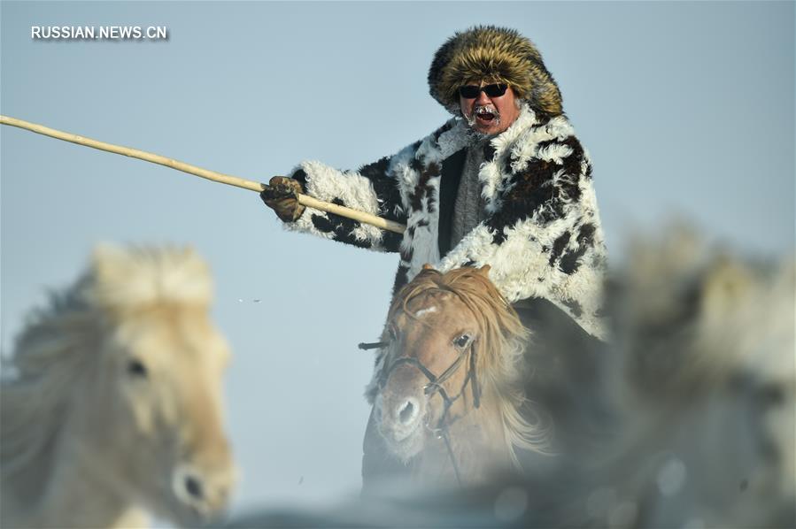 Укрощение лошадей на конеферме во Внутренней Монголии