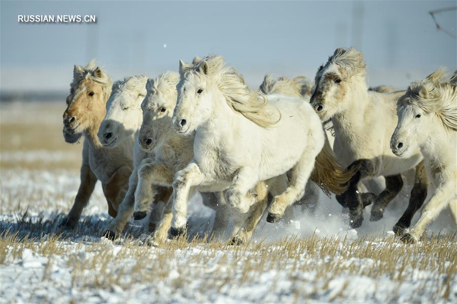 Укрощение лошадей на конеферме во Внутренней Монголии