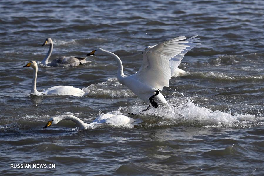 В природном заповеднике на востоке Китая собираются на зимовку сибирские белые лебеди