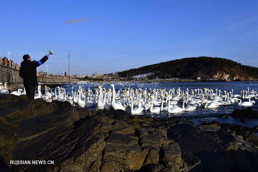В природном заповеднике на востоке Китая собираются на зимовку сибирские белые лебеди