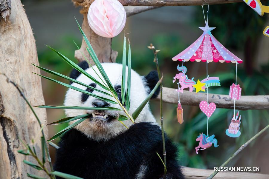 В Малайзии отметили двухлетний юбилей панды, родившейся в этой стране 