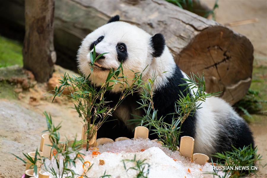 В Малайзии отметили двухлетний юбилей панды, родившейся в этой стране 