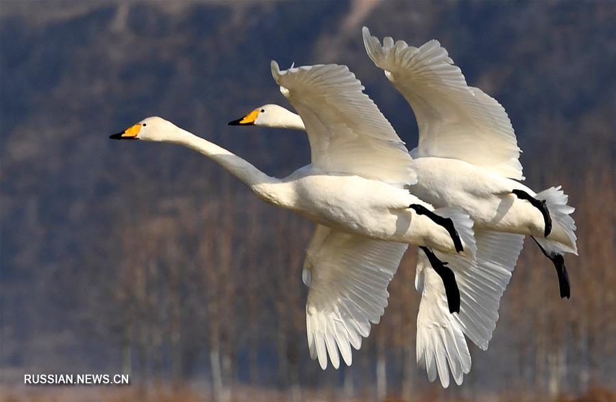 Белые лебеди на болотах в Саньмэнься