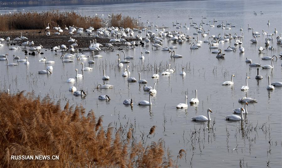Белые лебеди на болотах в Саньмэнься