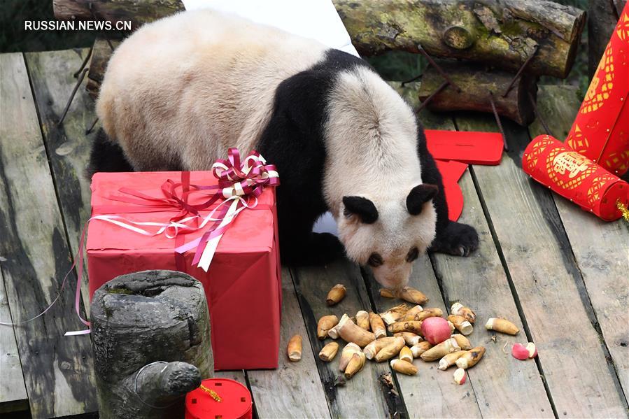Детеныши большой панды поздравили туристов с наступающим праздником Весны