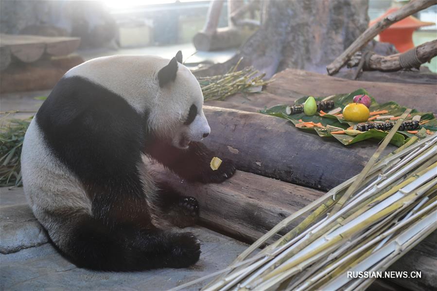 Панда из зоопарка Хайкоу встречает праздник Весны