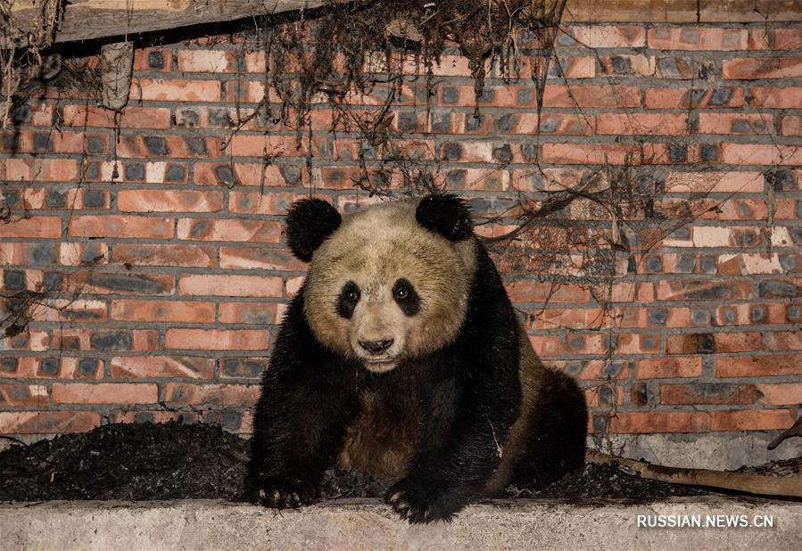 В провинции Сычуань дикая панда "заночевала" на деревенском дворе