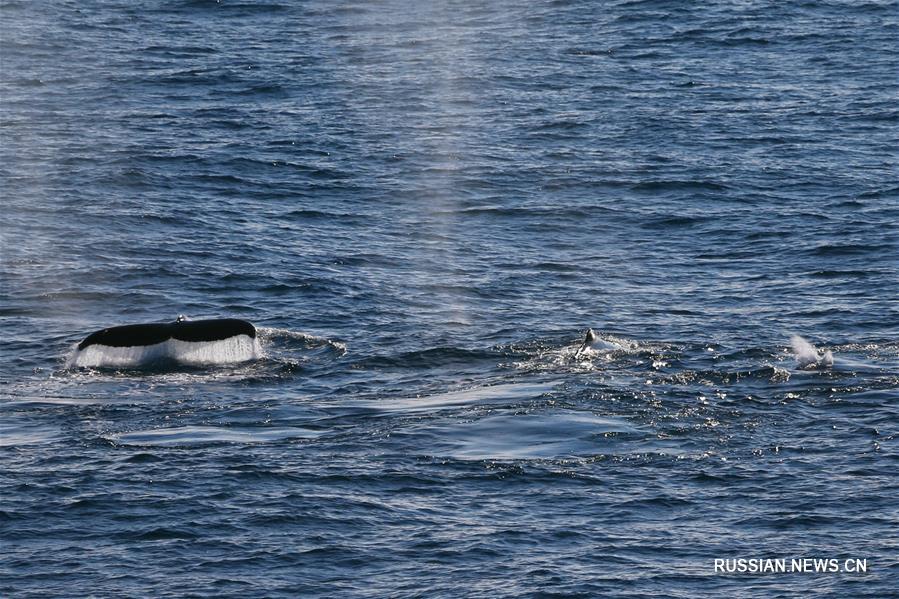 Айсберги и киты в море Уэдделла
