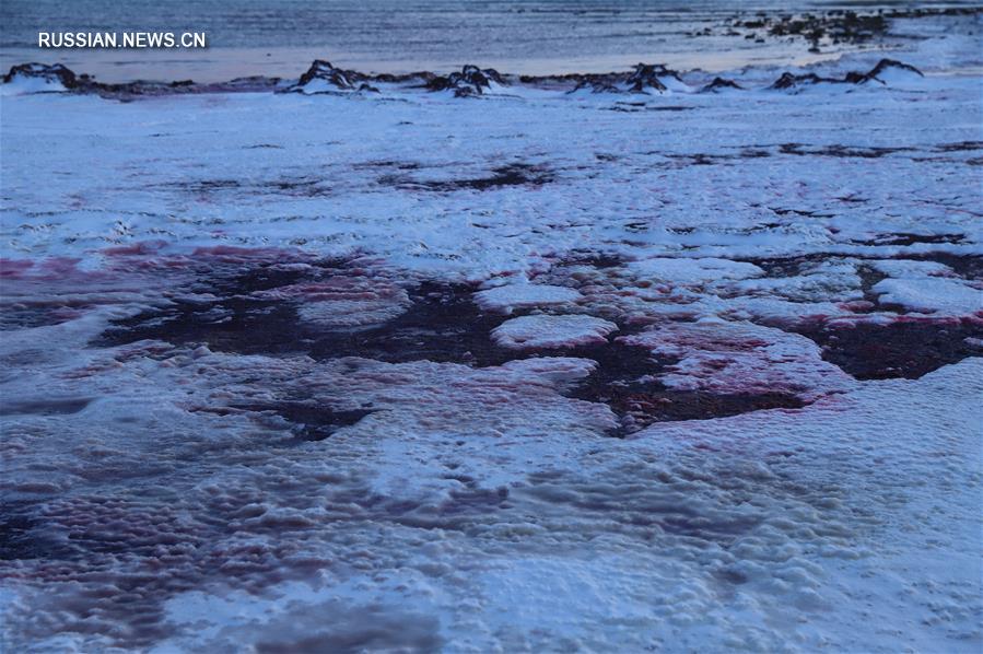 Берег Каспийского моря в Казахстане приобрел необычный красный цвет